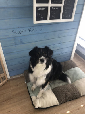 Svens Hund Rosie