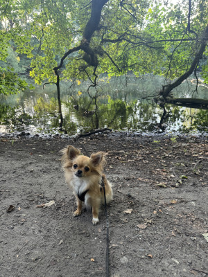 Jacquelines Hund Quira
